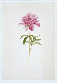 Saxifragales: Paeonia sp. peony