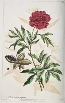 Saxifragales: Paeonia sp. peony