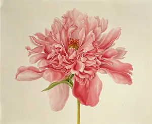 Saxifragales: Paeonia sp. peony