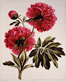 Saxifragales: Paeonia sp, peony