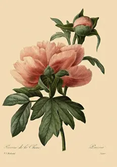 Peony: Paeonia suffruticosa