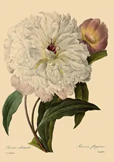 Peony: Paeonia suffruticosa
