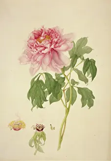Saxifragales: Paeonia suffruticosa, tree peony