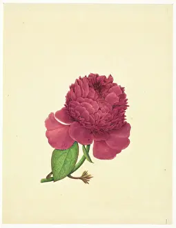 Saxifragales: Paeonia suffruticosa, tree peony