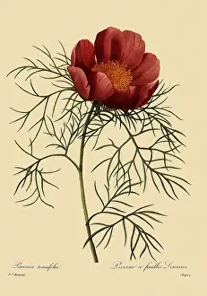 Smallest: Paeonia tenuifolia