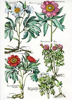 Paeonies: Paeonies