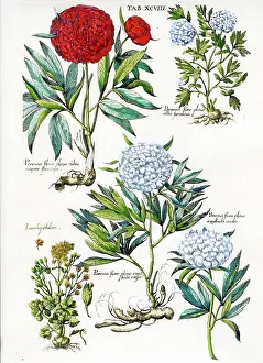 Paeonies: Paeonies (Double)