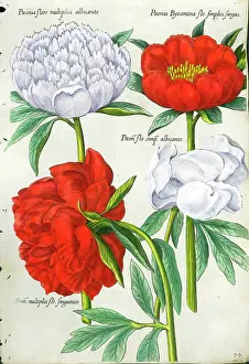 Paeony: Paeony