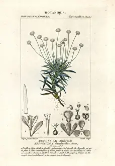 Reginae: Paepalanthus dendroides