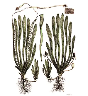 Botanic: Page from Darwin's Botanic Garden