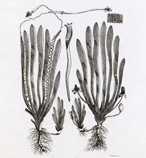 Botanic: Page from Darwin's Botanic Garden