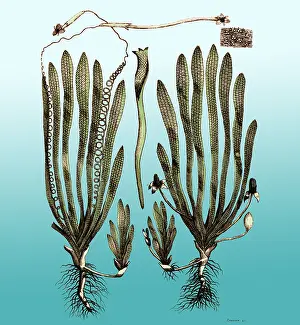 Botanic: Page from Darwin's Botanic Garden