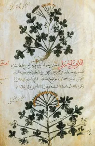 1200s: Page from Dioscorides's De Materia Medica