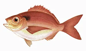 Bream: Pagellus Curtus, or Short Sea Bream
