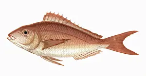 Bream: Pagellus erythrinus, or Common Pandora