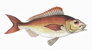 Bream: Pagellus Owenii, or Spanish Bream