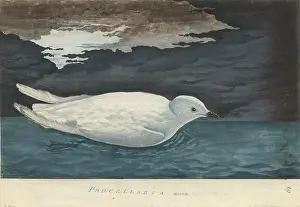 Night Time: Pagodroma nivea, snow petrel