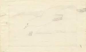 1754 1794: Pagodroma nivea, snow petrel