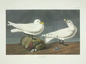 Eburnea: Pagophila eburnea, ivory gull