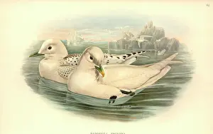 Eburnea: Pagophila eburnea, ivory gull