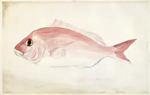 Bream: Pagrosomus auratus, snapper