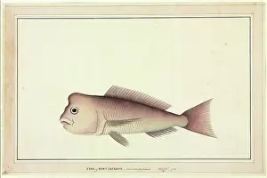 Bream: Pagrus auratus, red snapper