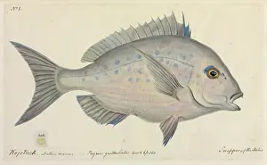 Bream: Pagrus guttulatus