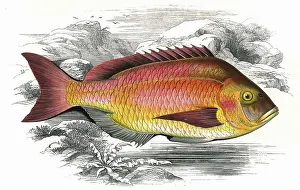 Becker: Pagrus pagrus, or Becker