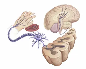 Nerve: Pain Reflex, Nerve Circuits, Illustration