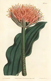 Puniceus: Paintbrush lily, Scadoxus puniceus