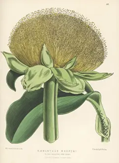 Worthington George Smith: Paintbrush lily, Scadoxus puniceus
