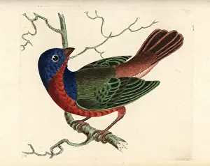 Passerina: Painted bunting, Passerina ciris