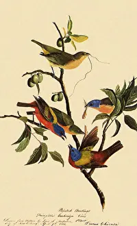 Passerina: Painted Bunting, Passerina ciris