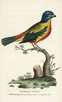 Passerina: Painted bunting, Passerina ciris, male
