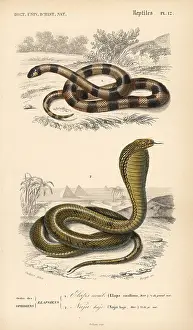 Dorbigny: Painted coral snake and Egyptian cobra