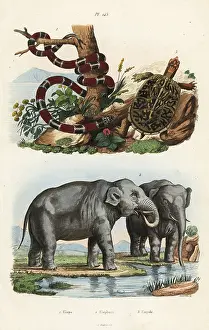Indicus: Painted coral snake, Indian elephant and box turtle