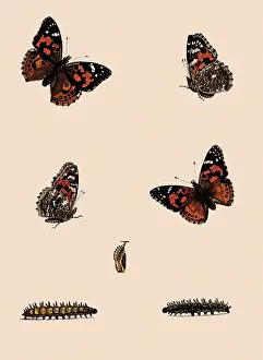 Except: Painted Lady