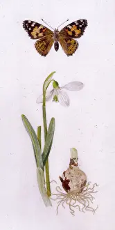 Helga Crouch: Painted Lady butterfly and snowdrop
