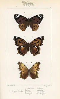 Pauquet: Painted lady, false comma, and comma butterfly variety