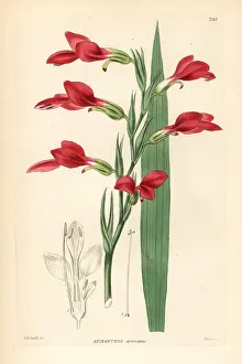 Splendens: Painted lady gladiolus, Gladiolus splendens