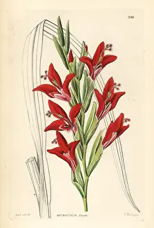 Splendens: Painted lady gladiolus, Gladiolus splendens
