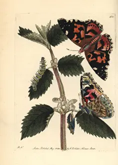 Cardui: Painted lady, Vanessa cardui