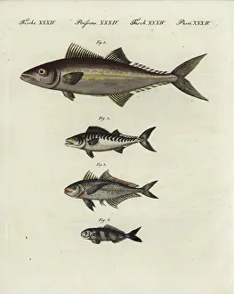 Regalis: Painted mackerel, bonito, bigeye scad and pilotfish