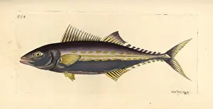 Regalis: Painted mackerel, Scomberomorus regalis