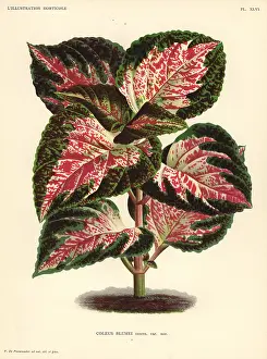 Nettle: Painted nettle, Plectranthus scutellarioides