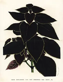 Nettle: Painted nettle, Plectranthus scutellarioides
