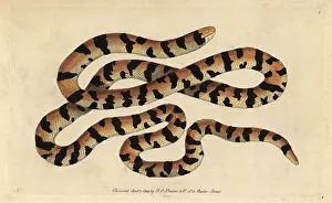 Anguis: Painted snake, false coral snake or pipe snake