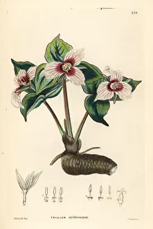 Tuber: Painted trillium, Trillium undulatum