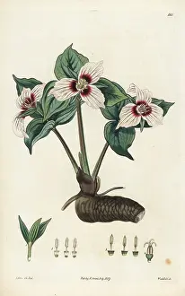 Trillium: Painted trillium, Trillium undulatum