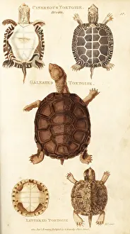 Slider: Painted turtle, African helmeted turtle and pond slider